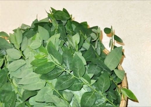 5 Bài Thuốc Dân Gian Chữa NHIỆT MIỆNG Đơn Giản Mà Hiệu Quả