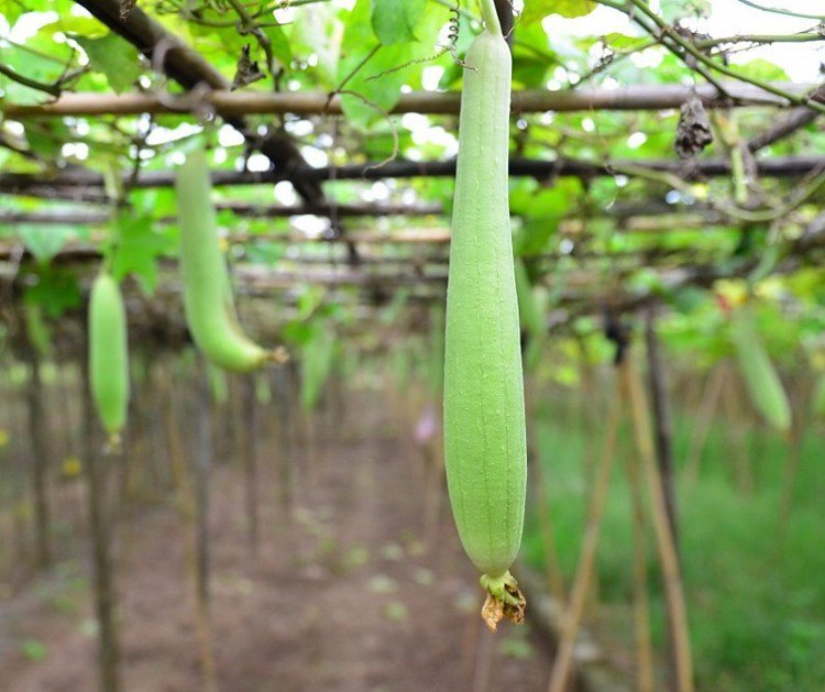 Cả đời không lo bị đau nửa đầu, ho hen, viêm xoang nhờ bài thuốc rẻ tiền này