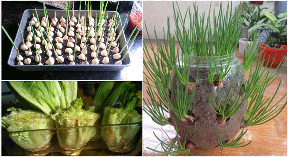 Mách các mẹ 8 loại rau củ quả trồng 1 lần, mọc đi mọc lại, khỏi tốn tiền mua