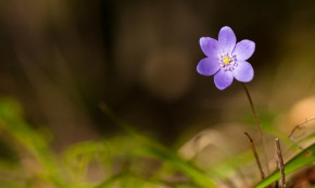 Tử vi tuần mới của 12 con giáp 9 – 15/7/2018