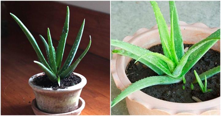 Mẹo trồng lô hội từ lá nhanh nhất, cho cây mập mạp, xanh tốt