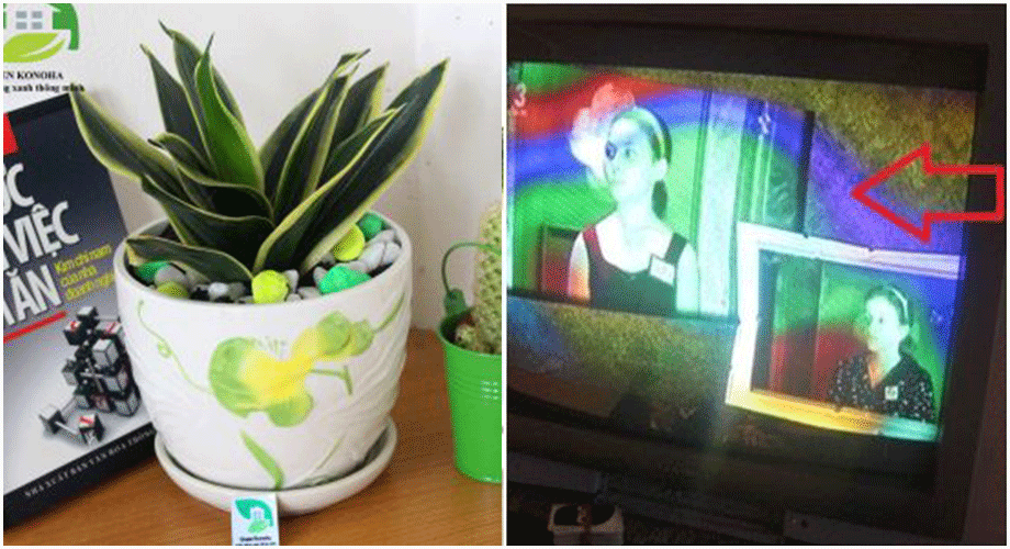 7 Loại Cây Hút Sạch Bức Xạ, Sóng Điện Thoại, Chất Độc Trong Nhà, Trồng Ngay Để Cứu Con, Phát Tài Này Các Mẹ