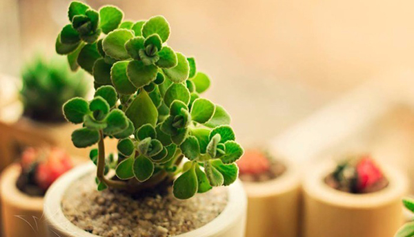 Tử vi của 12 con giáp trong ngày 17/7/2018