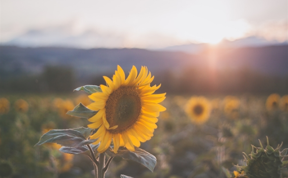 Tử vi của 12 con giáp trong ngày 24/7/2018