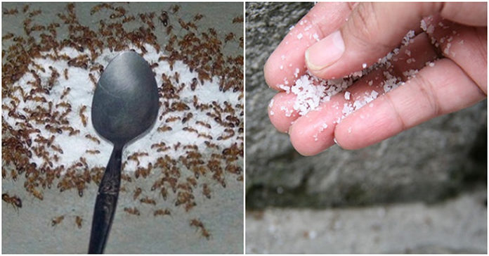 Cách diệt sạch kiến bằng mẹo dân gian không cần dùng hóa chất
