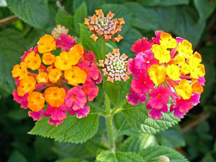 10 loại cây có tác dụng đuổi muỗi tốt gấp 10 lần hóa chất