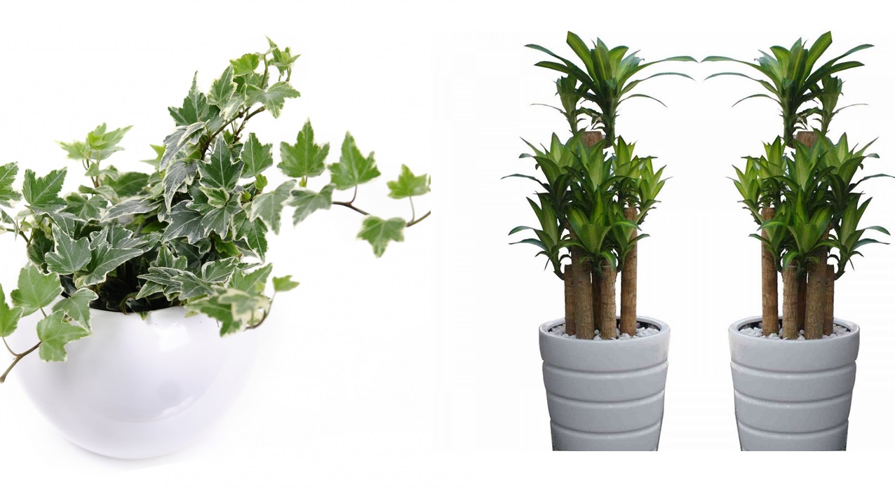 Chẳng cần coi phong thuỷ nhiều, chỉ cần để 8 loại cây này vừa thanh lọc không khí lại giúp gia chủ hút tài lộc