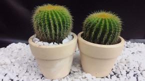 9 loại cây để bàn HÚT BỨC XẠ máy tính “xinh lung linh” chị em văn phòng đừng bỏ qua