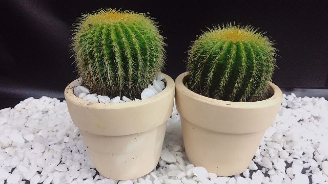 9 loại cây để bàn HÚT BỨC XẠ máy tính “xinh lung linh” chị em văn phòng đừng bỏ qua