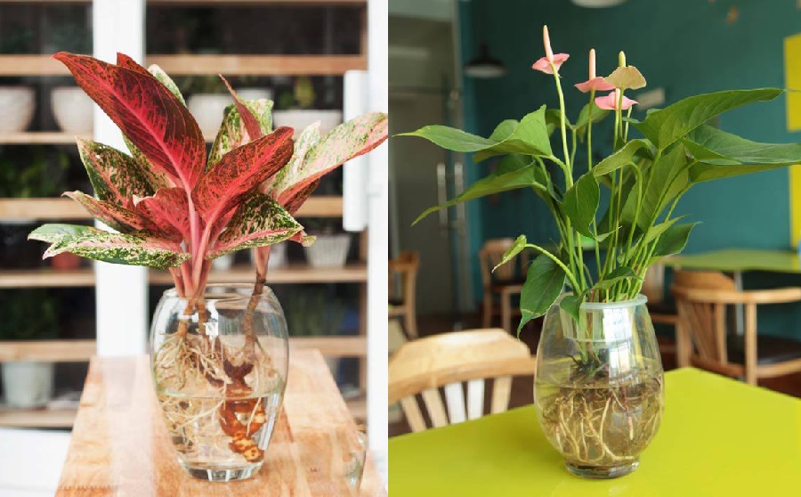 Những loại cây thủy sinh hút khí độc, vừa dễ trồng vừa hợp phong thủy