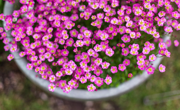 Tử vi của 12 con giáp trong tuần từ ngày 20 – 26/8/2018