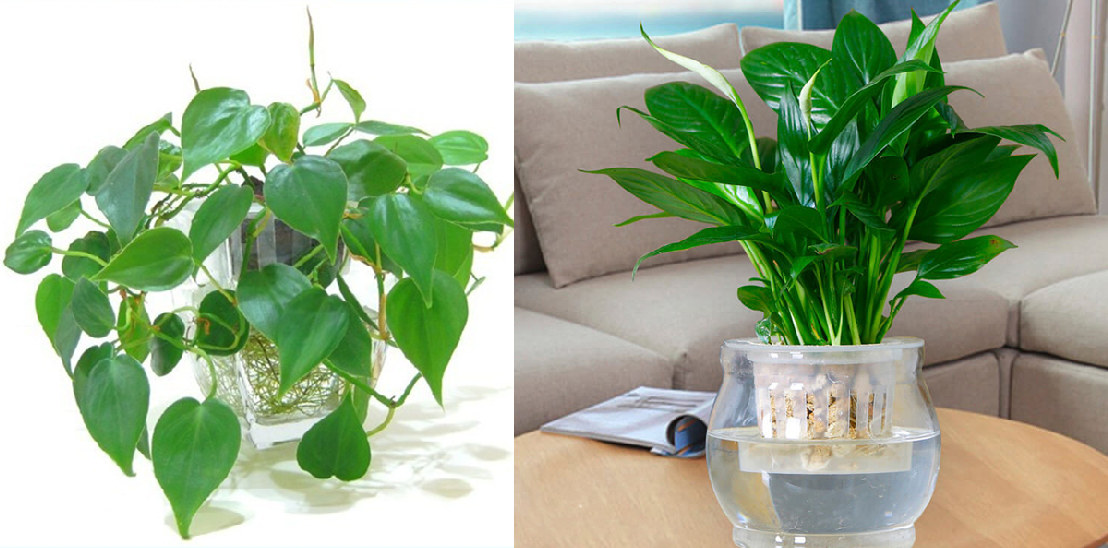 Những loại cây chỉ cần có nước là sống, trồng trong nhà giúp hút khí độc, lợi phong thủy