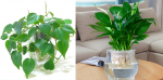 Những loại cây chỉ cần có nước là sống, trồng trong nhà giúp hút khí độc, lợi phong thủy