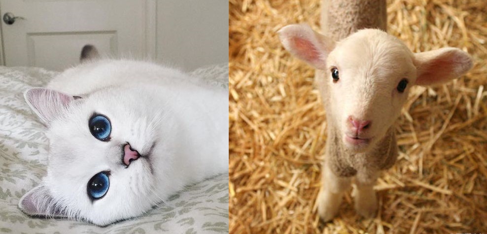 Ba con giáp ló mặt ra ngoài là “tiền đè gãy cổ” trong 5 ngày tới