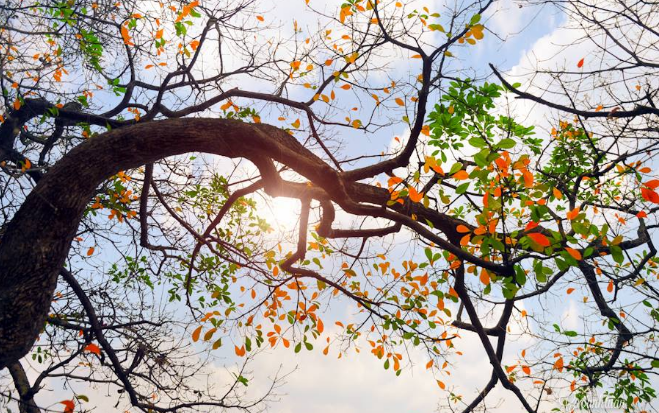 Tử vi của 12 con giáp trong ngày 25/8/2018