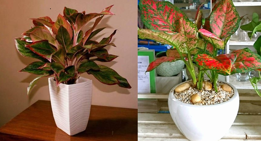 4 cây phát tài nên đặt trên bàn thờ tổ tiên, dù nhà giàu hay nghèo cũng cần đến