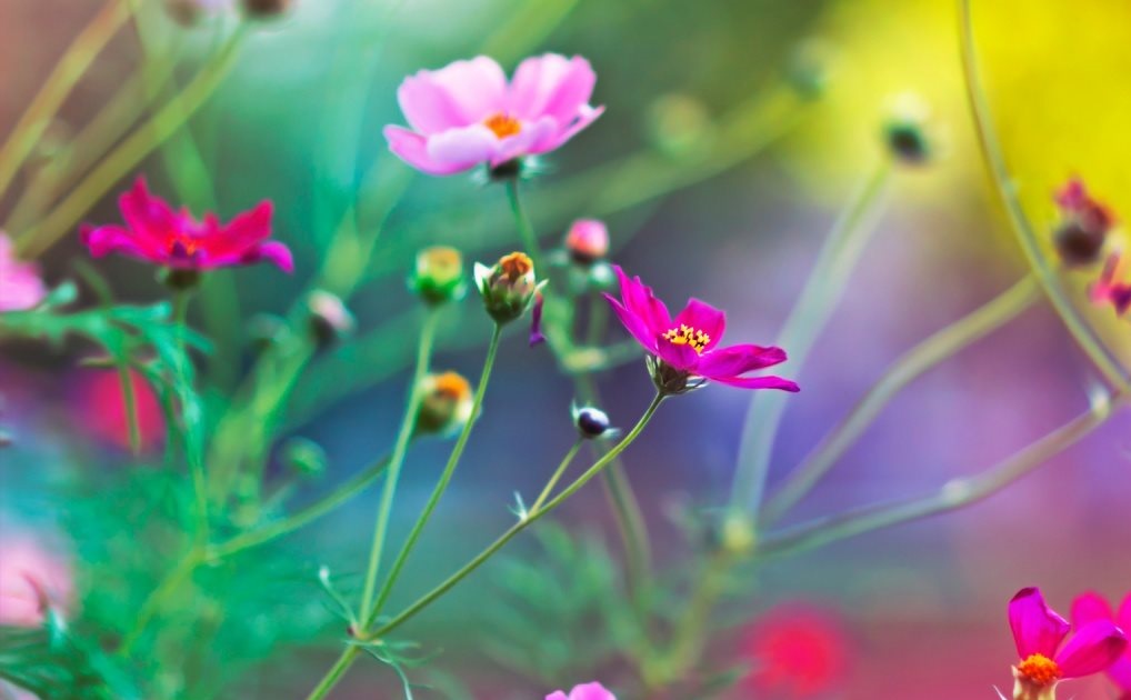 Tử vi của 12 con giáp trong ngày 18/9/2018