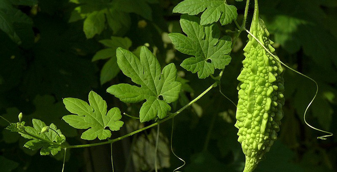 Bài thuốc dân gian từ mướp đắng chữa viêm họng chỉ trong 15 phút