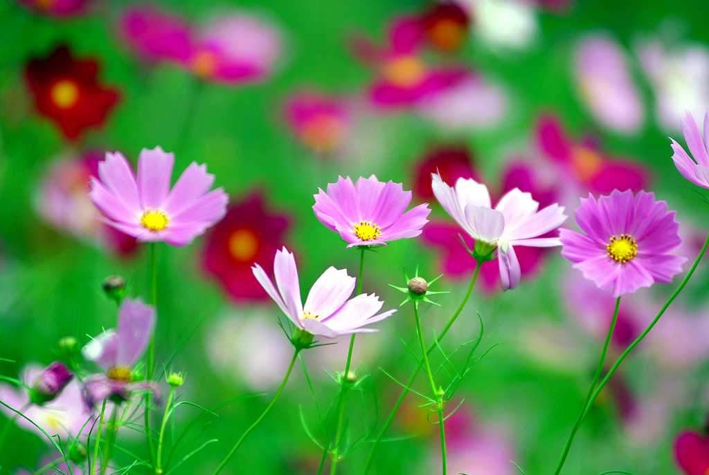 Tử vi của 12 con giáp trong ngày 19/9/2018