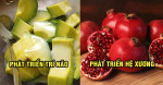 11 loại trái cây ăn vào mẹ khỏe mạnh, đỡ nghén còn thai nhi lại ‘lớn nhanh như thổi’