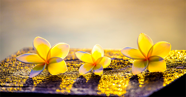 Tâm phải biết BUÔNG BỎ thì cuộc đời mới nở hoa, lòng không còn nặng nề thì thân thể mới TỰ TẠI