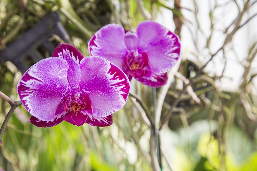 Tử vi của 12 con giáp trong ngày 26/9/2018