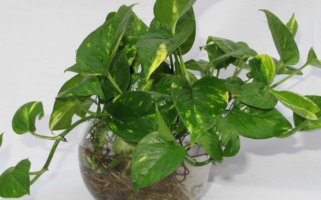 Tại sao nhà khoa học Mỹ khuyên mỗi gia đình nên có ít nhất 1 chậu cây trầu bà trong nhà?