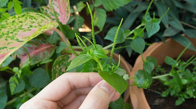 5 loại rau dân dã ở Việt Nam thành “thảo dược” quý giá, “đắt xắt ra miếng” trên thế giới