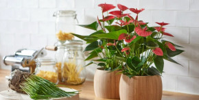 Tử vi của 12 con giáp trong ngày 11/10/2018