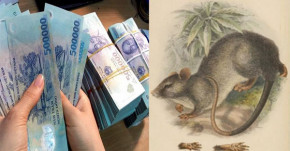 Thần tài điểm danh, thần may mắn độ mệnh nên con giáp này GIÀU CỰC NHANH, tiền vàng đầy két trong 3 tháng tới