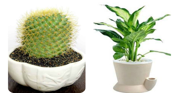 Loại cây là quý nhân phù trợ giúp 12 con giáp TIỀN VÀO NHƯ NƯỚC, ĐẾM MỎI TAY KHÔNG HẾT