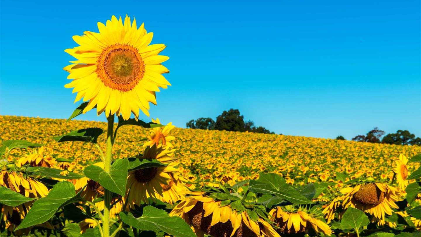 Tử vi của 12 con giáp trong ngày 14/10/2018