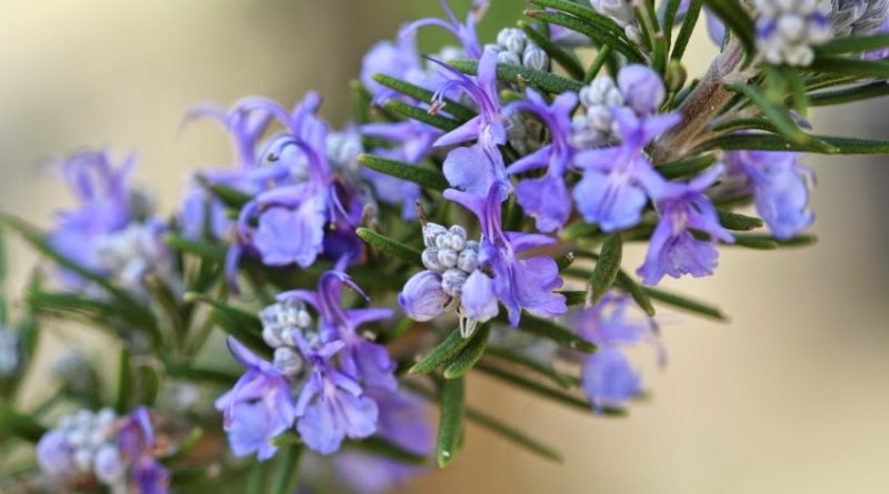 Tử vi  của 12 con giáp trong ngày 17/10/2018