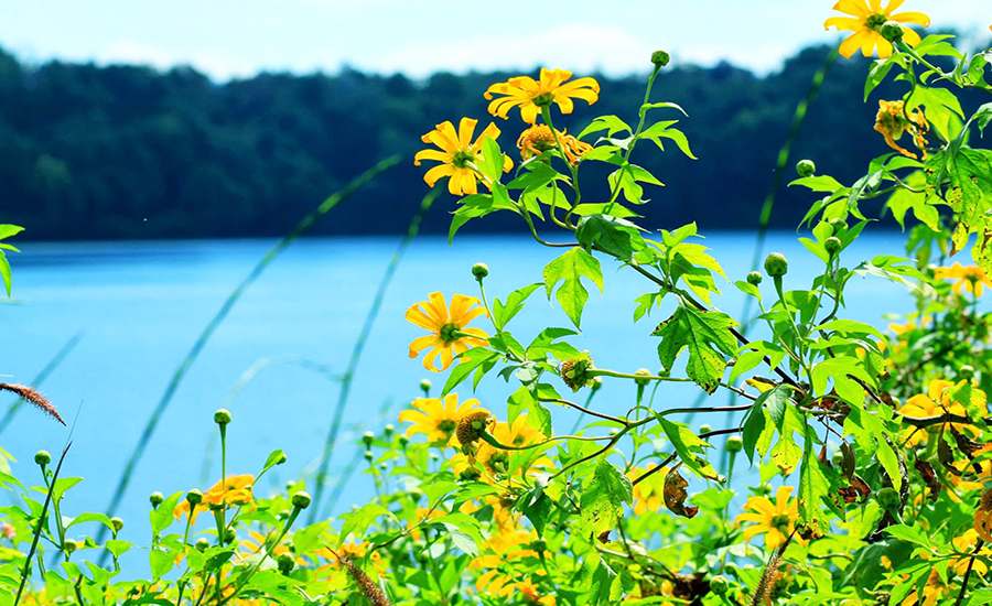Tử vi của 12 con giáp trong ngày 18/10/2018