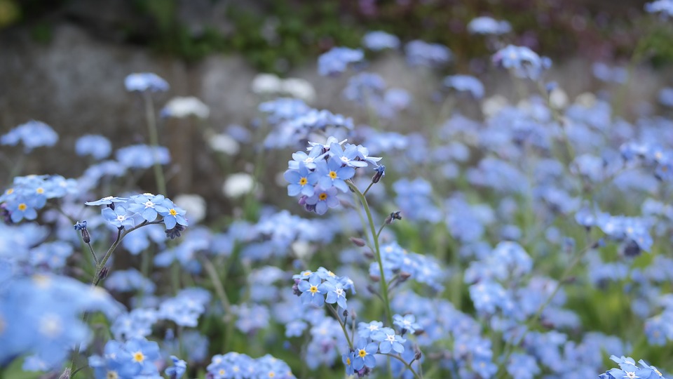 Tử vi của 12 con giáp trong ngày 24/10/2018