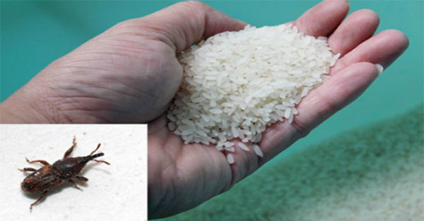 Bỏ ngay ‘vũ khí bí mật’ này vào thùng gạo để dự trữ cả năm không hề mốc meo, mối mọt
