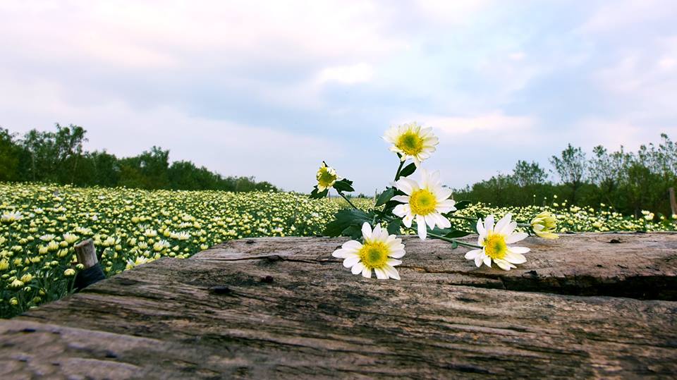 Tử vi của 12 con giáp trong ngày 26/10/2018