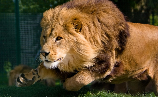 Đàn bà không biết ghen mới là những con sư tử thực sự trong nhà