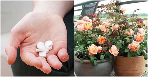 Cứ đặt viên thuốc này dưới gốc, cây đang héo rũ bỗng ‘tăng tốc’ nở rộ, lá xanh mơn mởn