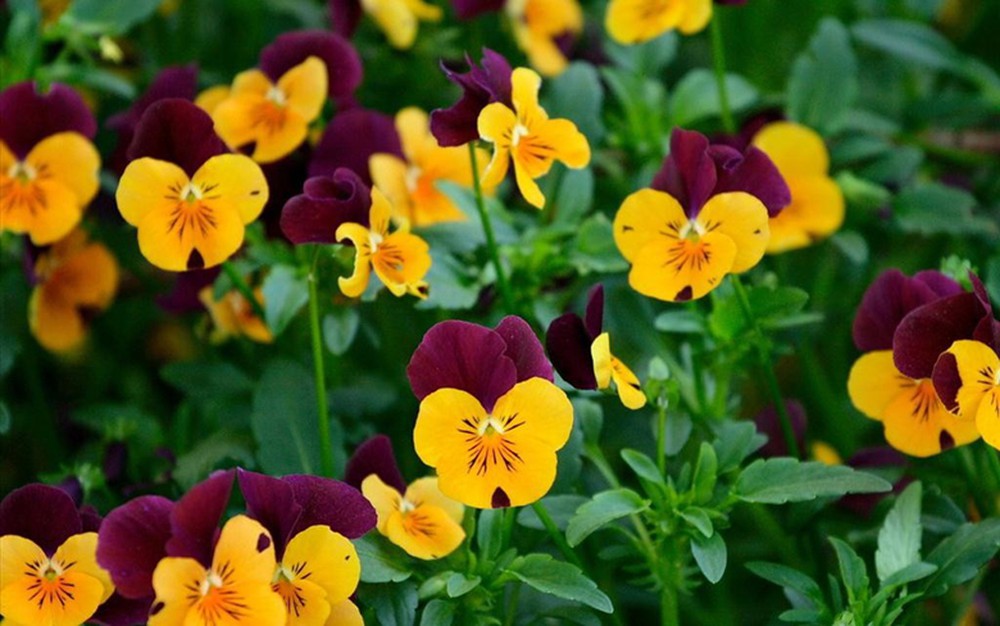 Tử vi của 12 con giáp trong ngày 5/11/2018