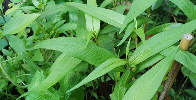 Biết điều này đảm bảo dù chật hẹp cỡ nào bạn cũng trồng ngay CÂY RAU RĂM trong nhà