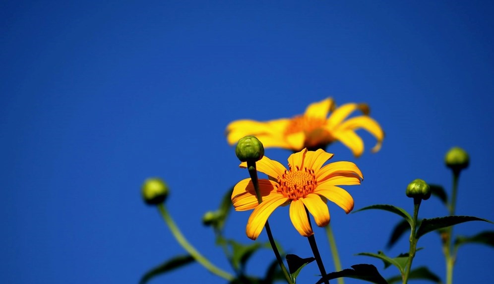 Tử vi của 12 con giáp trong ngày 17/11/2018