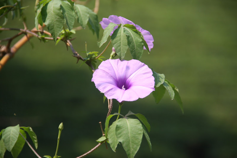 Tử vi tuần mới của 12 con giáp từ 19 – 25/11/10/2018