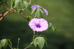 Tử vi tuần mới của 12 con giáp từ 19 – 25/11/10/2018