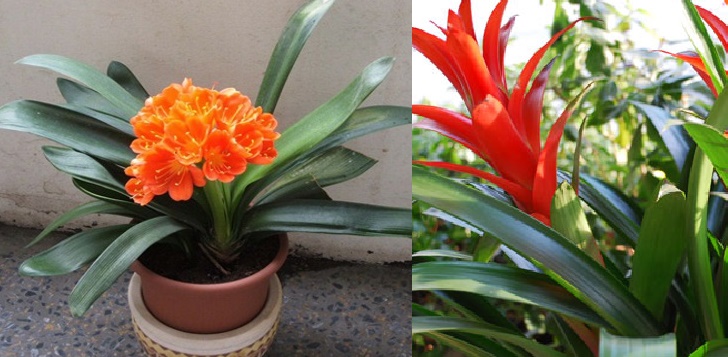 Tiền vào túi NHƯ SUỐI khi trồng 12 cây trang trí hợp với tuổi của bạn