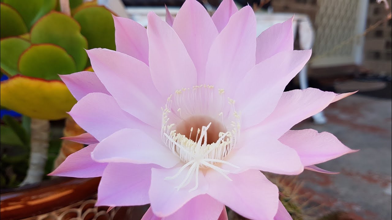 Tử vi của 12 con giáp trong ngày 20/11/2018