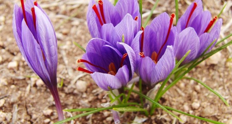 Tử vi của 12 con giáp trong ngày 21/11/2018