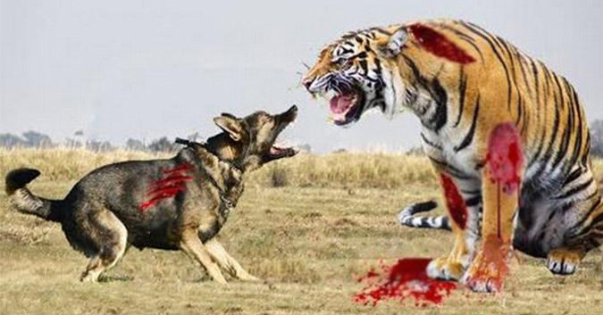 “Hãy tránh xa con chó điên đó ra” Đọc và ngẫm chúng ta sẽ ngộ được nhiều điều