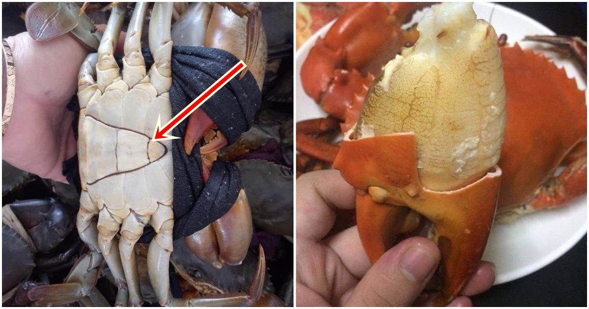 Mua cua cứ nhìn ‘điểm này’ trên yếm, 100% về cắn ngập ƫʜịƫ, gạch vàng óng nhiều gấp đôi