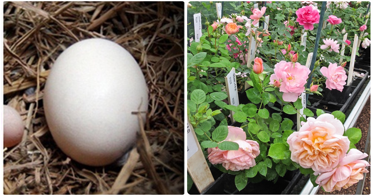 Đem quả TRỨNG GÀ vùi xuống đất, sau 3 ngày cây lớn nhanh thần tốc, hoa nở rộ kín vườn